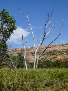 20150904-Amarillo-62