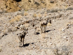 20150917-Death-Valley-Lumix-47