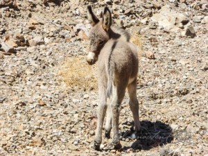 20150917-Death-Valley-Lumix-50