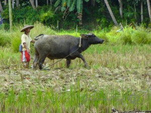 20151113-Bohol-Lumix-04