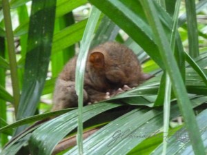 20151113-Tarsier-Lumix-Julia-06