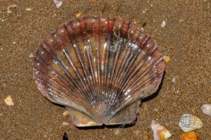 20151202-Paihia-Nikon-32