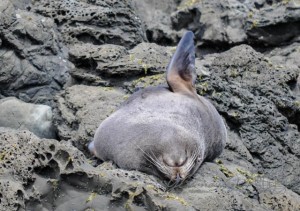 20151210-Kaikoura-Nikon-22