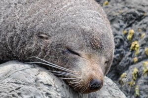 20151210-Kaikoura-Nikon-45