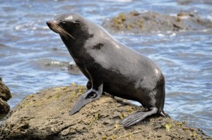 20151210-Kaikoura-Nikon-50