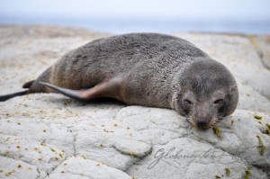 20151211-Kaikoura-Nikon-114