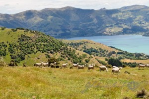 20151214-Akaroa-Nikon-15