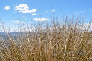 20151214-Akaroa-Nikon-21