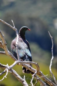 20151214-Akaroa-Nikon-29