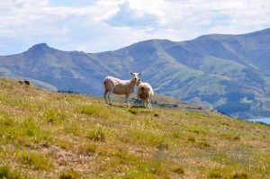 20151214-Akaroa-Nikon-47