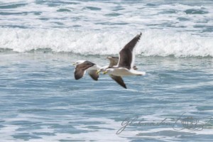 20151217-Dunedin-Nikon-52