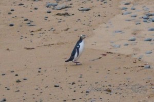 20151217-Oamaru-Pinguine-Nikon-23