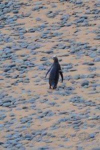 20151217-Oamaru-Pinguine-Nikon-31