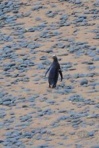 20151217-Oamaru-Pinguine-Nikon-31