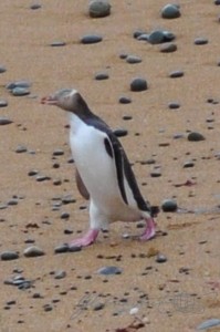 20151217-Oamaru-Pinguine-Nikon-50