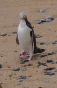 20151217-Oamaru-Pinguine-Nikon-59