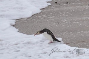 20151217-Oamaru-Pinguine-Nikon-61