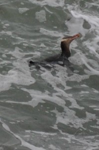 20151217-Oamaru-Pinguine-Nikon-63