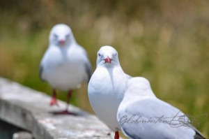 20151218-Dunedin-Nikon-120