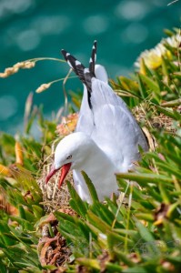 20151218-Dunedin-Nikon-121