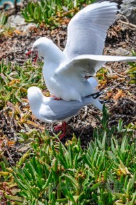 20151218-Dunedin-Nikon-133