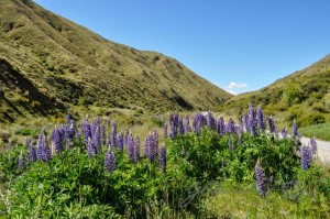 20151221-Otago-Nikon-63