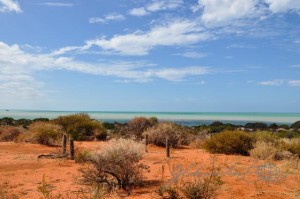 20160103-Shark-Bay-Nikon-39