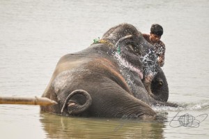 20160306-Nepal-Chitwan-11