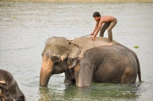 20160306-Nepal-Chitwan-16