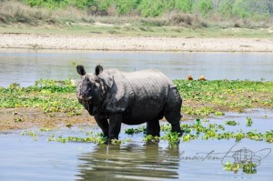 20160307-Nepal-Chitwan-263