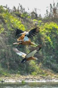 20160307-Nepal-Chitwan-296