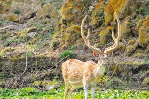 20160307-Nepal-Chitwan-324