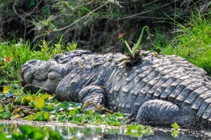 20160307-Nepal-Chitwan-333