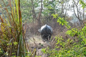 20160307-Nepal-Chitwan-346