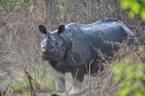 20160307-Nepal-Chitwan-348