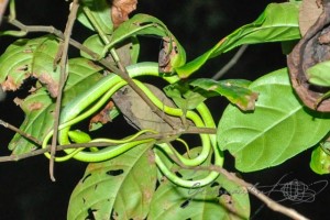 20160412-Costa-Rica-Tortuguero-142