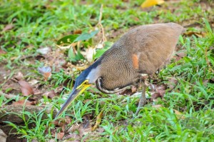 20160413-Costa-Rica-Tortuguero-149