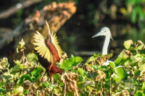 20160413-Costa-Rica-Tortuguero-159