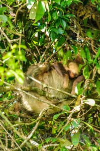 20160413-Costa-Rica-Tortuguero-203