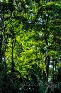 20160413-Costa-Rica-Tortuguero-213