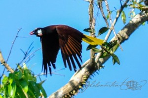 20160413-Costa-Rica-Tortuguero-231