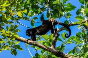 20160413-Costa-Rica-Tortuguero-262