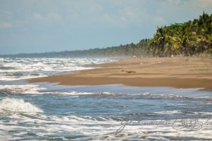 20160414-Costa-Rica-Tortuguero-280