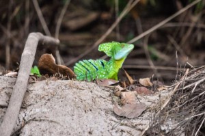 20160415-Costa-Rica-Tortuguero-295
