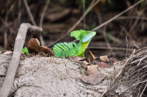 20160415-Costa-Rica-Tortuguero-295