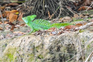 20160415-Costa-Rica-Tortuguero-303