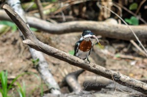 20160415-Costa-Rica-Tortuguero-307