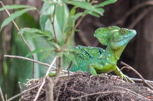 20160415-Costa-Rica-Tortuguero-317