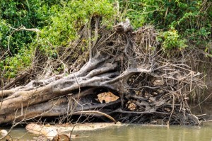 20160415-Costa-Rica-Tortuguero-336