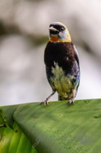 20160416-Costa-Rica-La-Fortuna-20